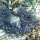 Schnorcheln : Wirts-Anemone